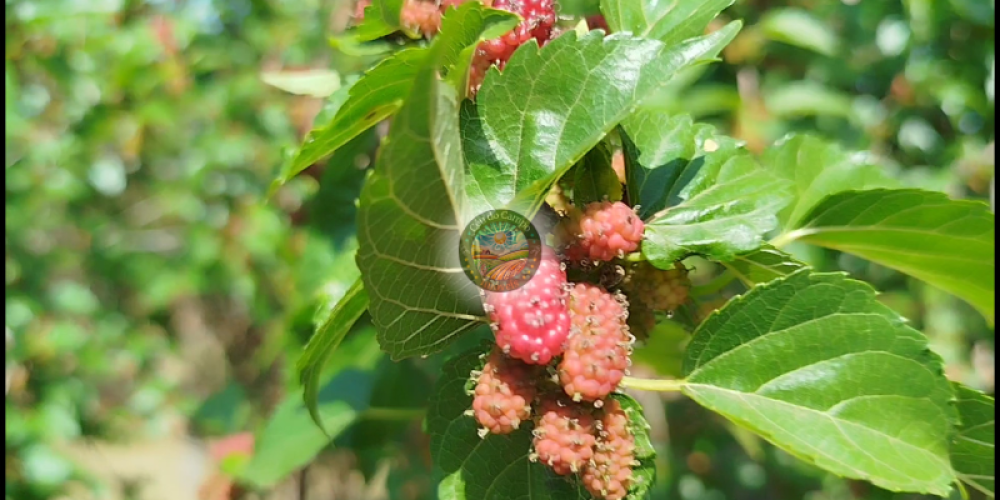 Sítio Região de Sorocaba