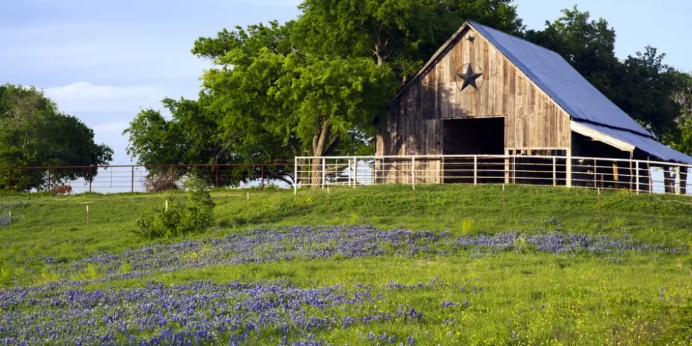 A texas barn in a meadow of bluebonnets