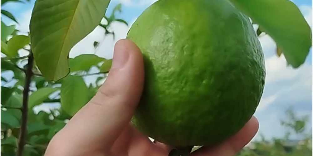 Chácara em Salto de Pirapora. Plantação de goiaba