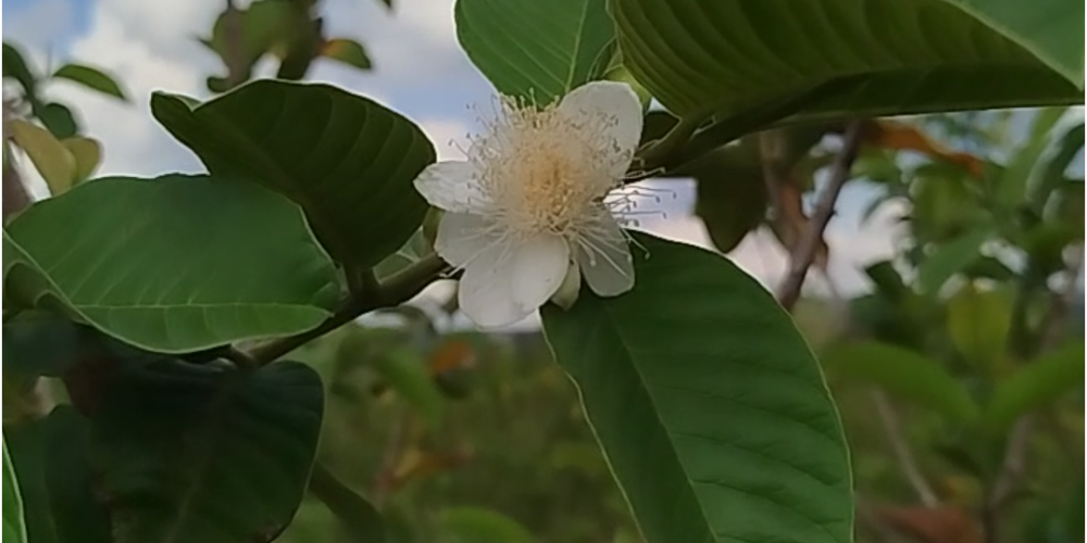 Chácara em Salto de Pirapora. Plantação de goiaba